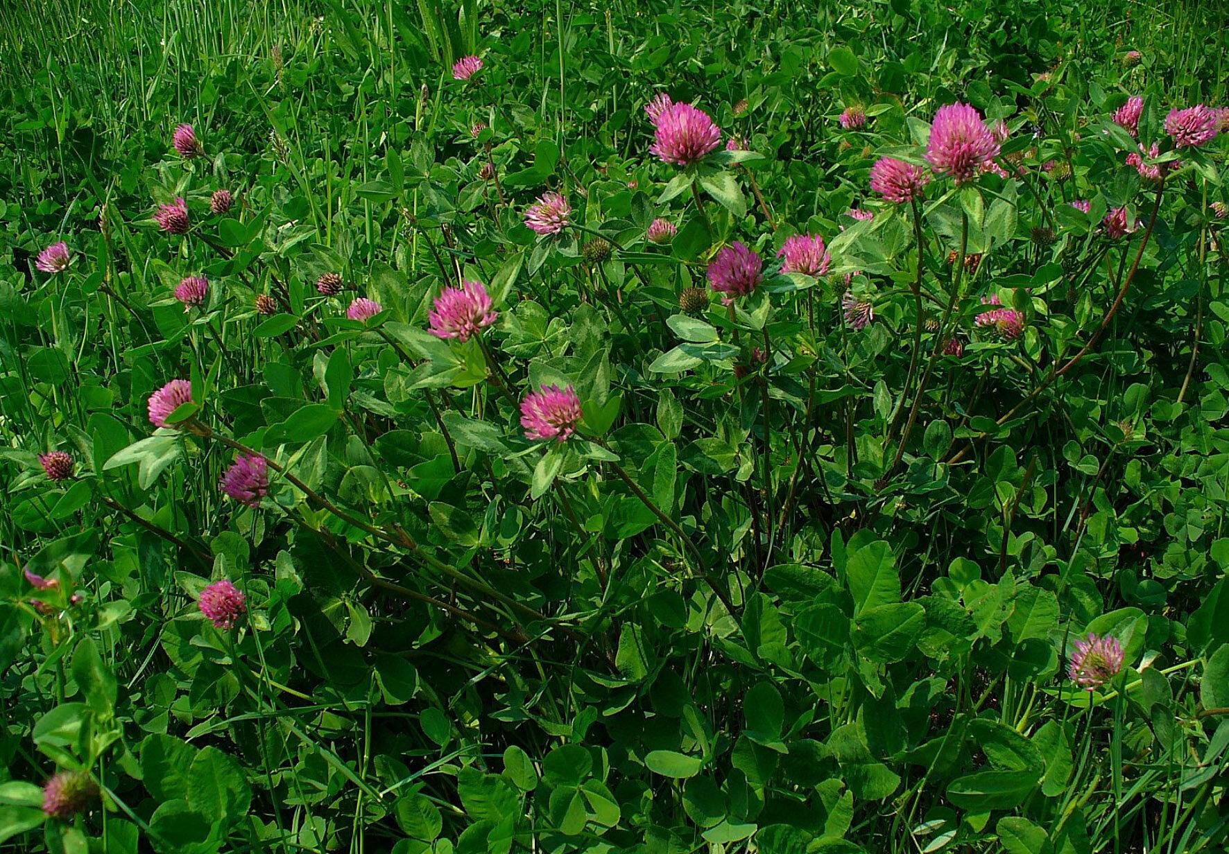 Червена детелина (Trifolium PRATENSE) - стрък