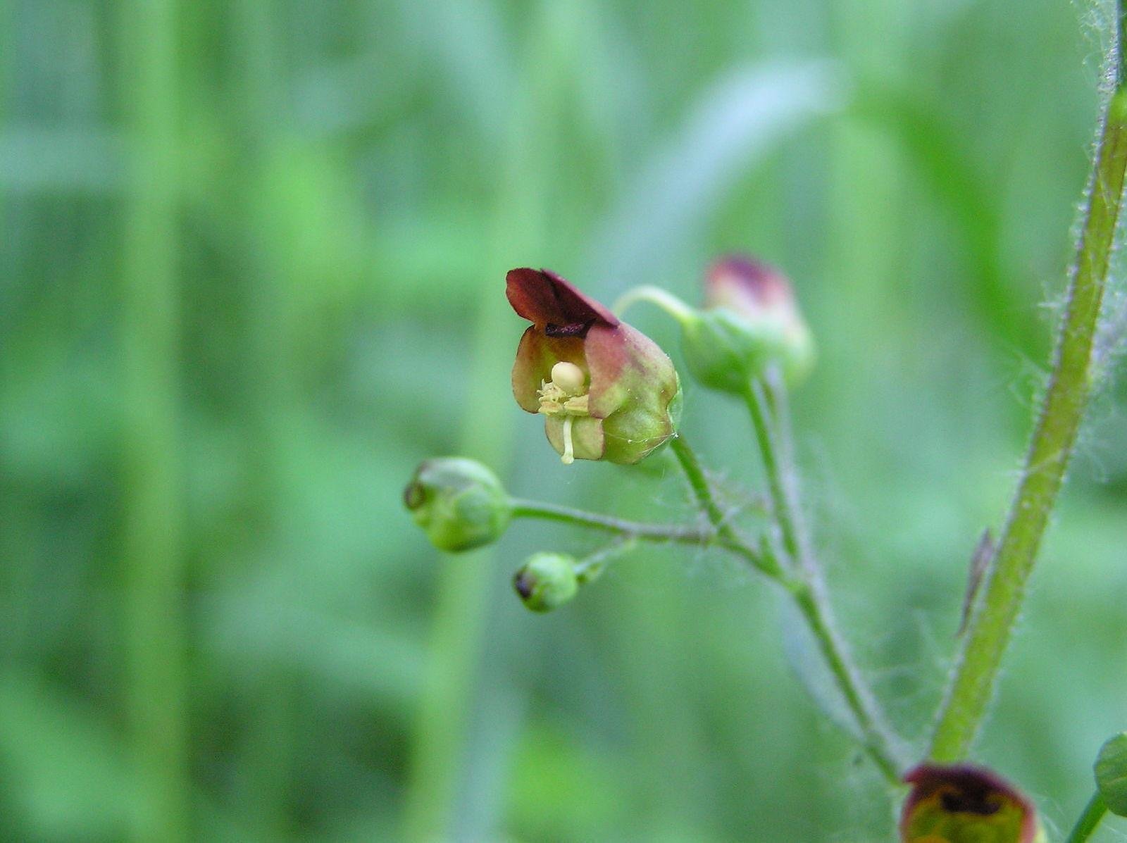 Живениче стрък (Scrophularia nodosa) за чай
