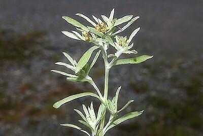 Бял смил стрък (Gnaphalium uliginosum) насипен чай