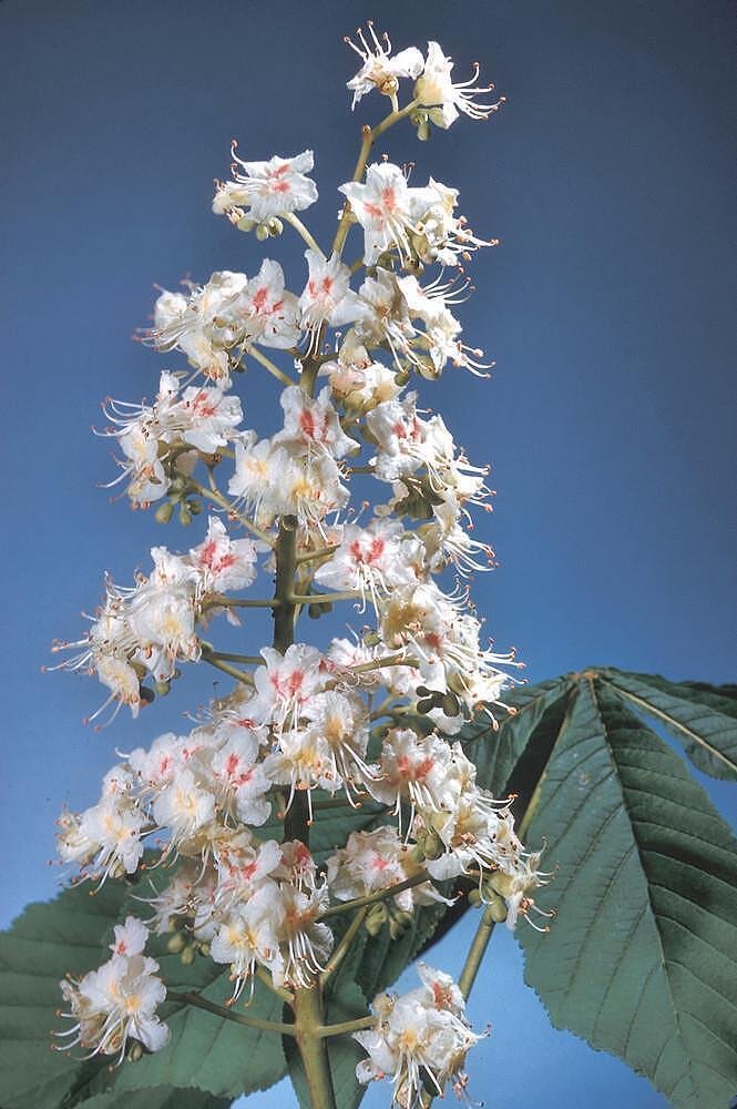 Кестен цвят (Aesculus hippocastanum) насипен чай