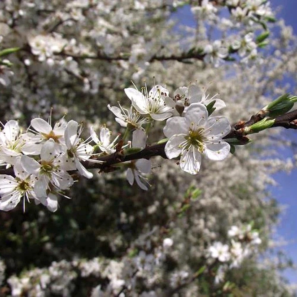 Трънка (цвят) – Prunus spinosa чай
