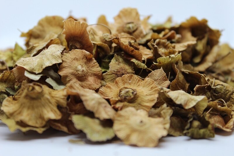 Драка (Paliurus spina-christi) плод