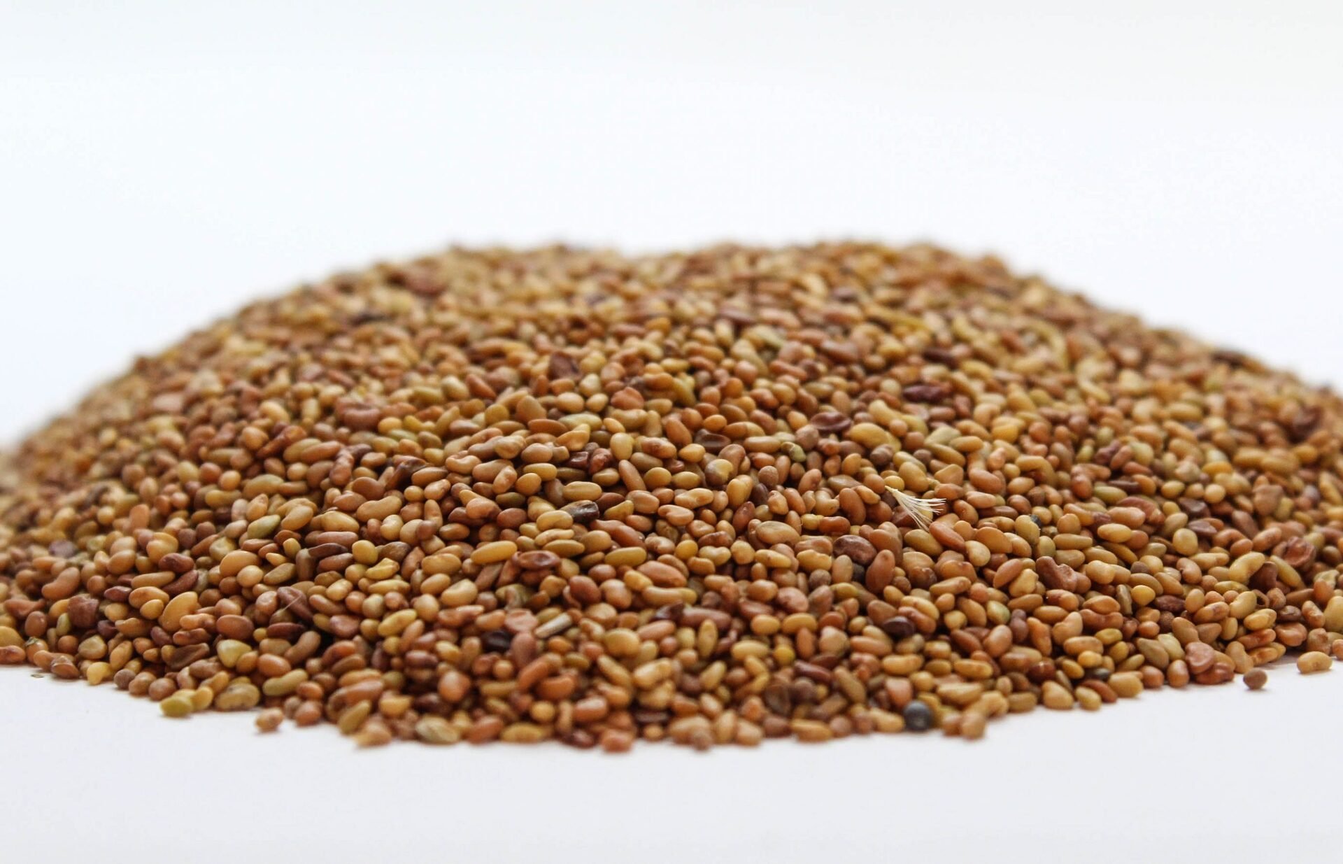 Люцерна (Medicago sativa) семе