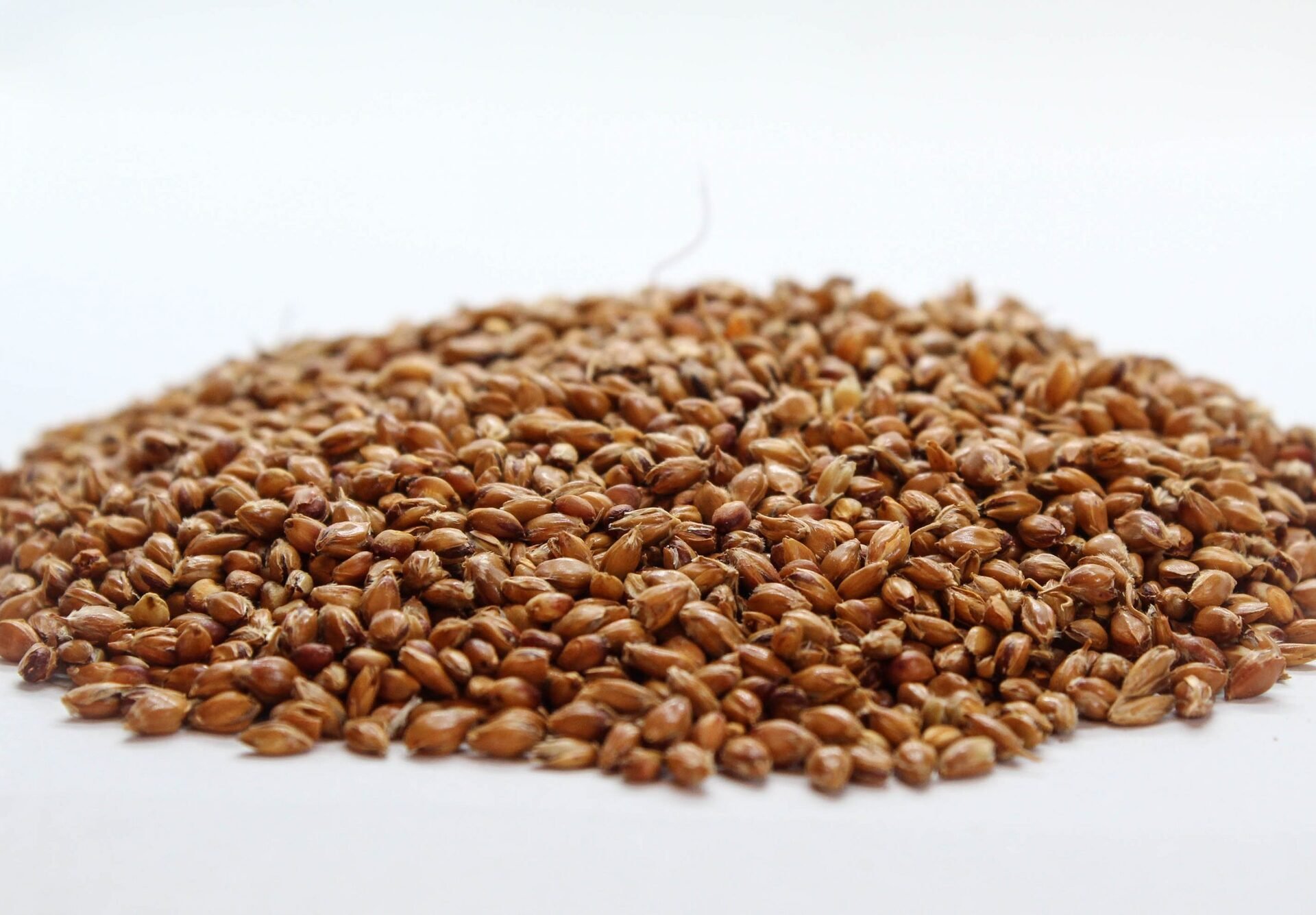 Метла (Sorghum vulgare) семе