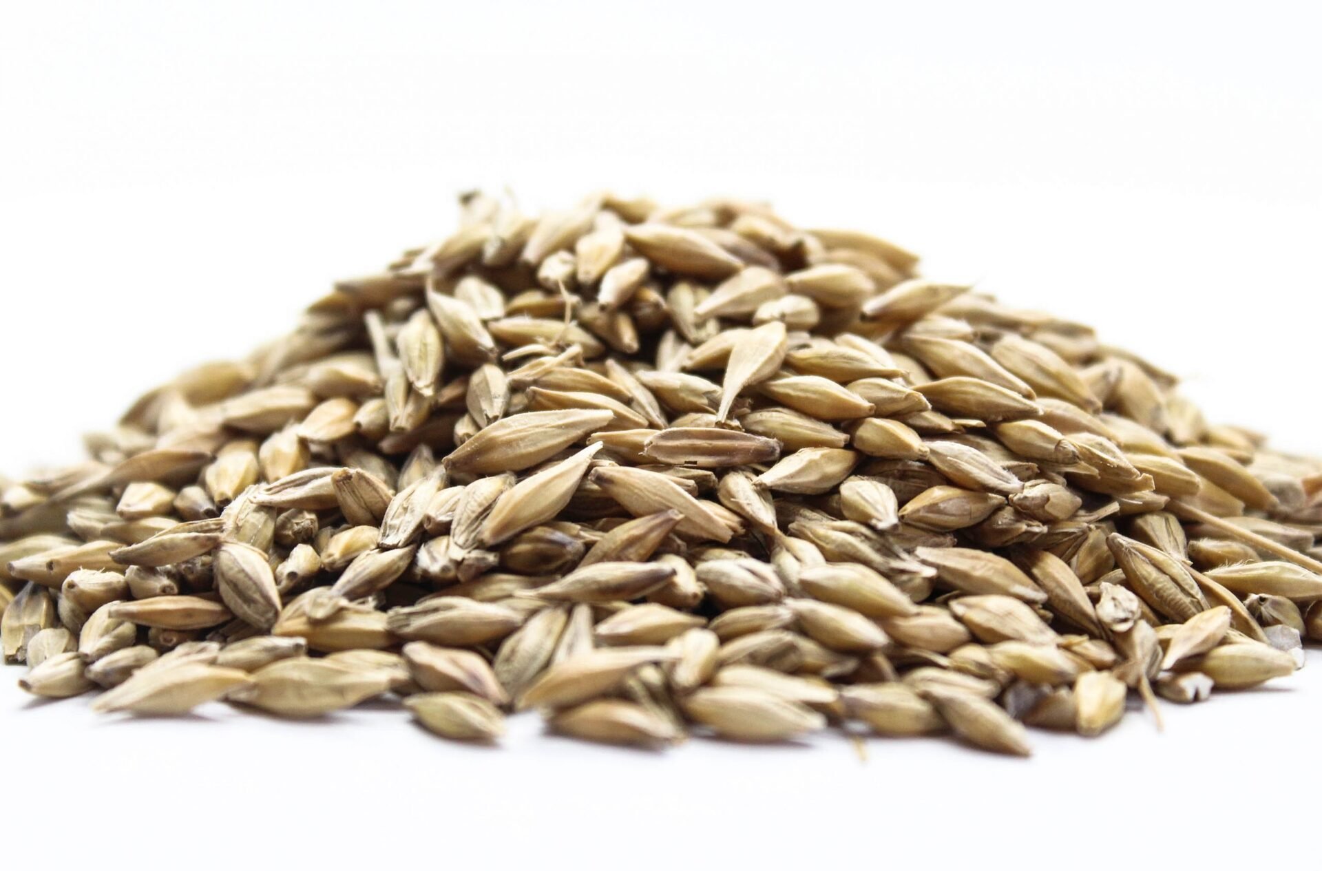Овес (Avena sativa) семе