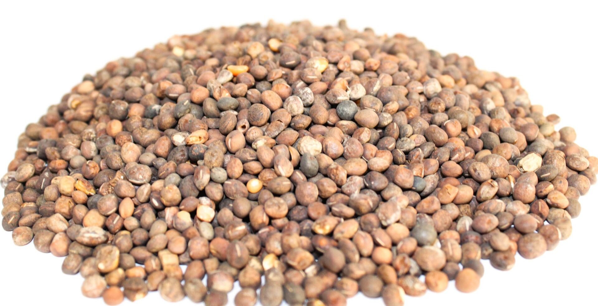 Фий (Vicia Sativa) семе