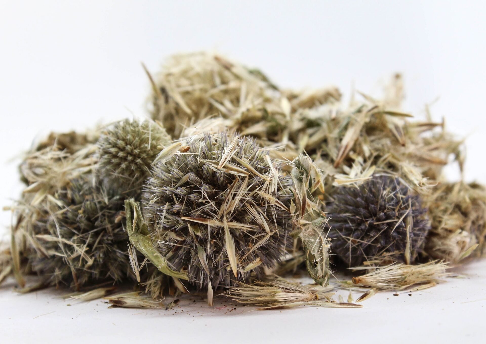Челядник (Echinops ritro) цвят