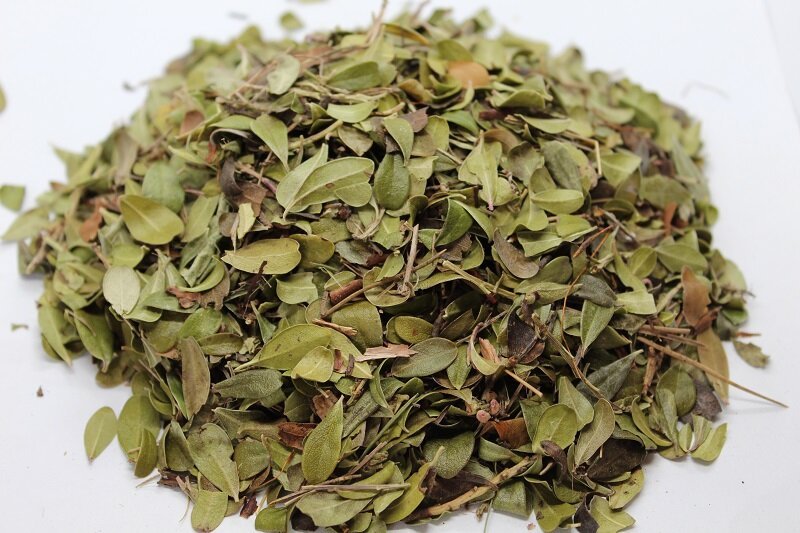 Мечо грозде (Arctostaphyllos uva-ursi) листа