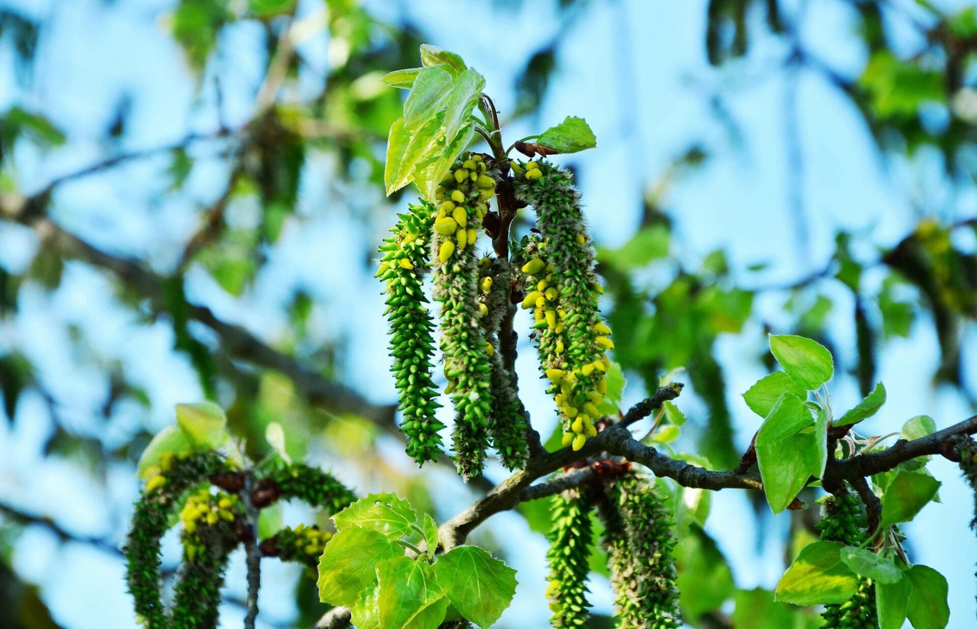 Трепетлика (Populus tremula) кора