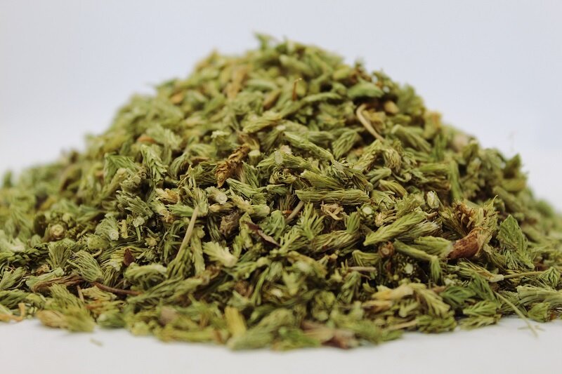 Плавун бухалковиден (Licopodium clavatum) стрък